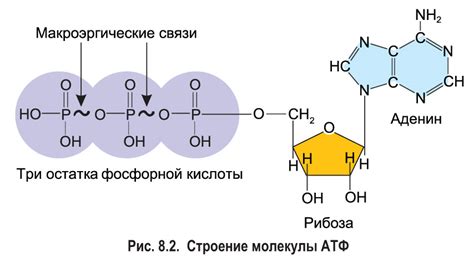 АТФ в мышцах