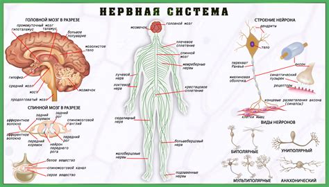 АТФ и нервная система
