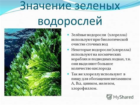 Адаптация зеленых водорослей без ризоидов в окружающей среде
