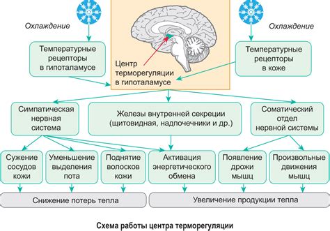 Адаптация организма к новым ощущениям