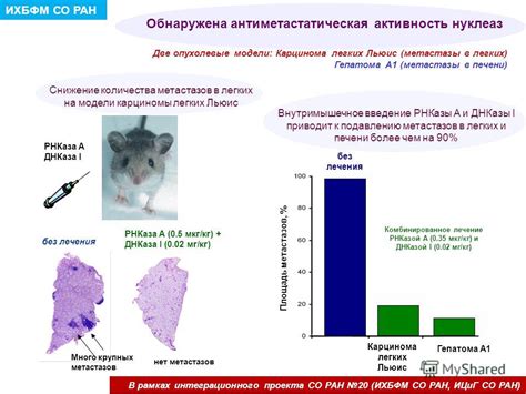 Активность легких
