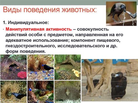 Анализ поведения животных как ключевой инструмент для изучения функций