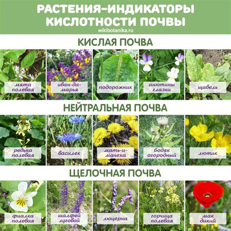 Анализ почвы для цветения растений