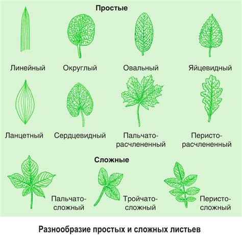 Анализ формы листьев
