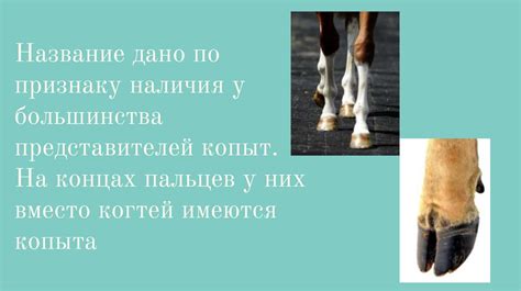Анатомическая особенность, обусловившая название