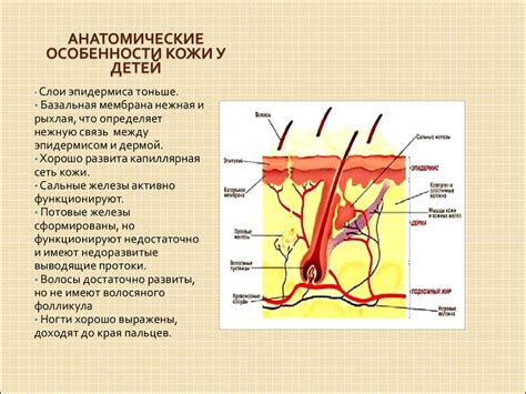 Анатомические особенности кожи на локтях