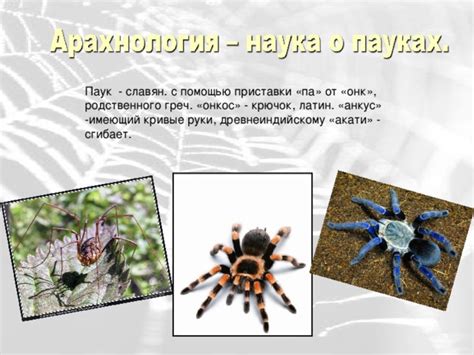 Анатомические особенности пауков