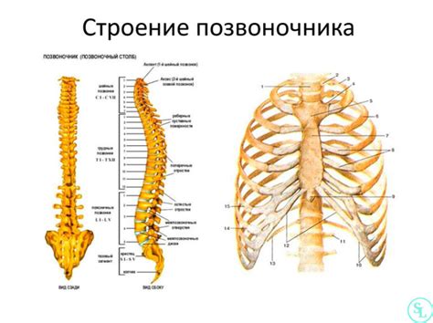 Анатомические особенности позвоночных и их влияние на устройство позвоночника