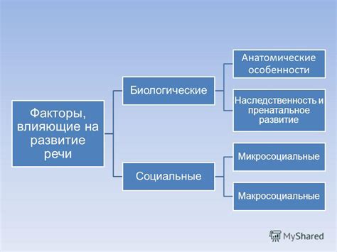 Анатомические особенности языка, влияющие на его поведение
