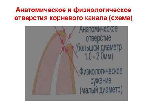 Анатомическое и физиологическое объяснение