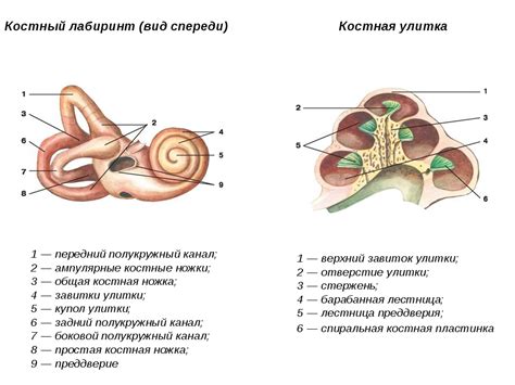 Анатомия внутреннего уха