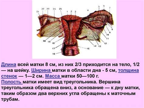 Анатомия внутренних половых органов