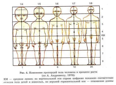 Анатомия и пропорции