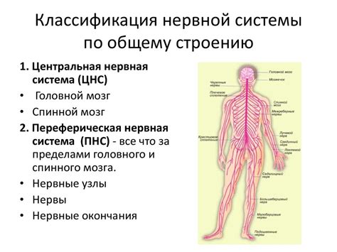 Анатомия и структура кожи и нервной системы