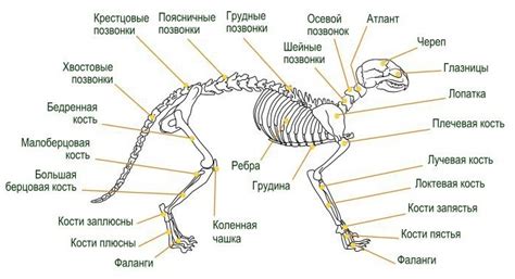 Анатомия и функции языка у кошек