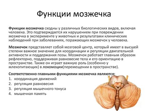 Анатомия мозжечка и его функции
