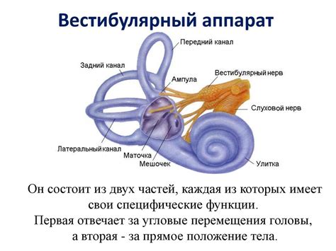 Аномалии в развитии вестибулярного аппарата