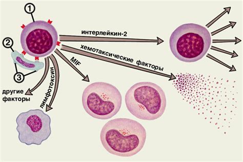 Аномальная реакция организма