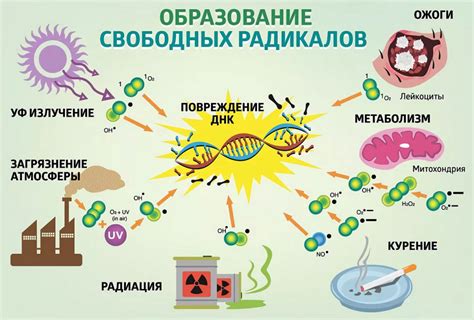 Антиоксиданты в хурме: защита от свободных радикалов и лишних килограммов