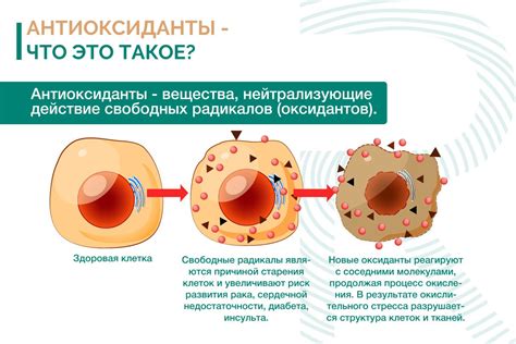 Антиоксиданты в шоколаде и их эффект на сердечно-сосудистую систему