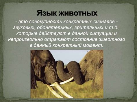Ароматическая коммуникация у животных