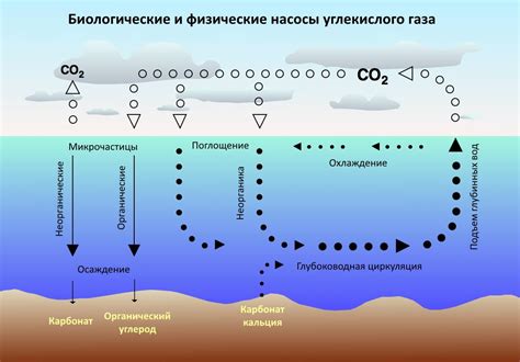 Ацидификация южного океана и углекислый газ