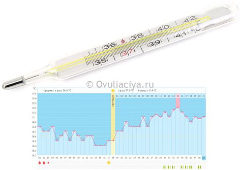Базальная температура и овуляция: связь и методика измерения