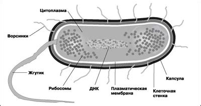 Бактериальные клетки: особенности и строение