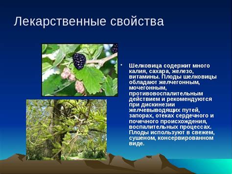 Басилик прицвел: лекарственные свойства
