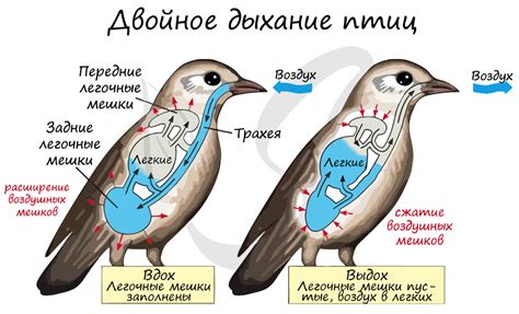 Без преград: процесс желчеобразования и желчеотделение у птиц