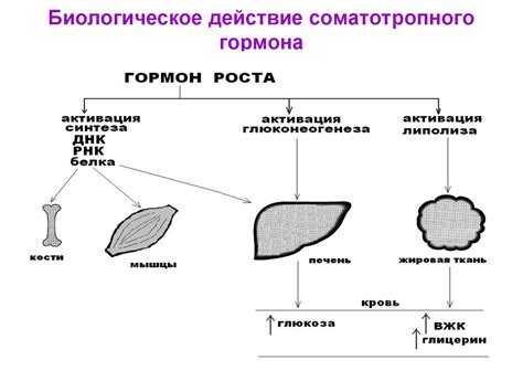 Белки в рационе: основа синтеза соматотропного гормона