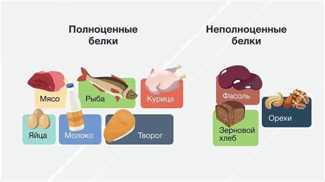 Белки и их важность для улучшения функций мозга