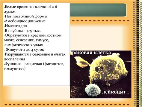 Белые кровяные клетки: особенности и назначение