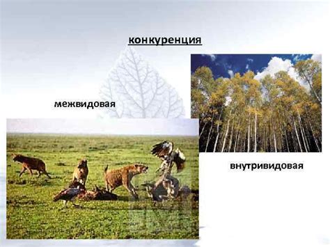 Биологическая конкуренция