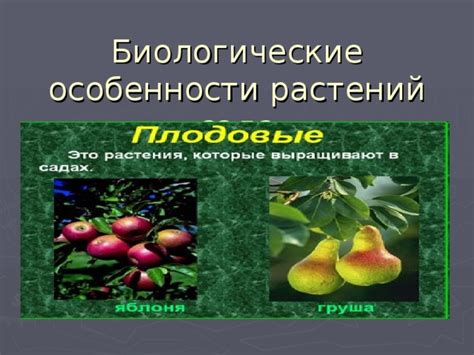 Биологические особенности и место ламинарии в иерархии растений