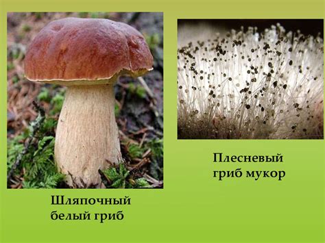 Биологические особенности мукарозного грибка