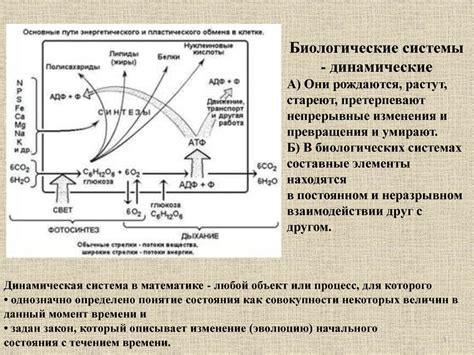 Биологические процессы, определяющие рост груши