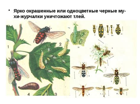 Биологический метод борьбы