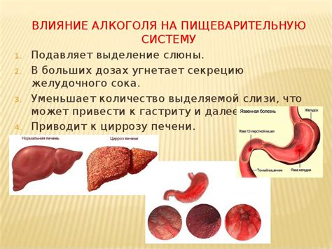 Благотворное влияние щавеля на пищеварительную систему