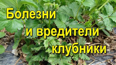 Болезни и вредители: