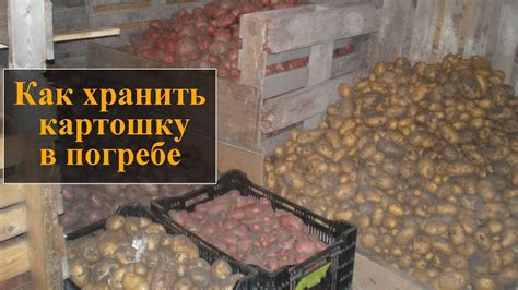 Борьба с плесенью: эффективные способы сохранения картошки в погребе