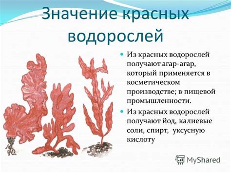 Важность: использование красных водорослей в пищевой и косметической промышленности