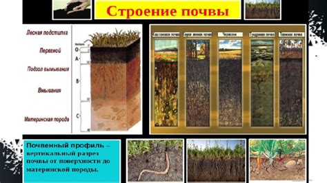Важность выбора правильной почвы для выращивания редкой кустивы