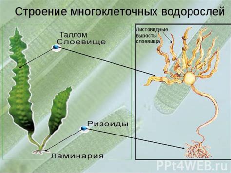 Важность изучения водорослей для науки и промышленности