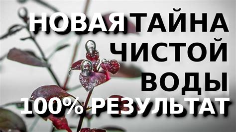 Важность поддержания чистой воды в аквариуме