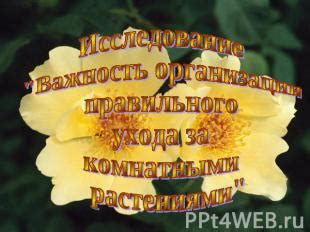 Важность правильного ухода за комнатными цветами