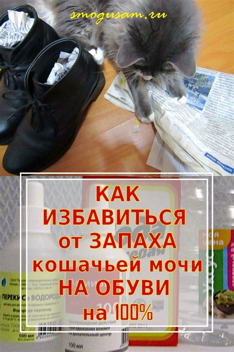 Важность преодоления запаха кошачьей мочи на обуви