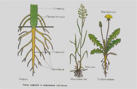 Важность проверки корневой системы