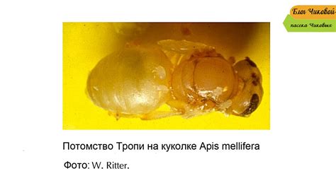 Важность раннего обнаружения клеща