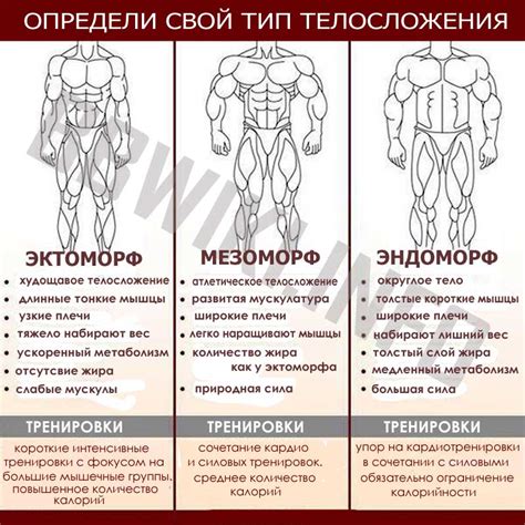Важность распознавания эндоморфов: инструкция для тренировок